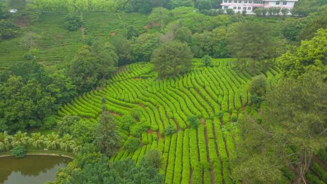 赢博体育app：赢博体育官网入口：茗茶远离城市的喧嚣在青山绿水间尽情放松身心享受自然(图3)