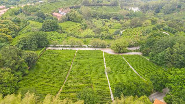 赢博体育app：赢博体育官网入口：茗茶远离城市的喧嚣在青山绿水间尽情放松身心享受自然(图6)