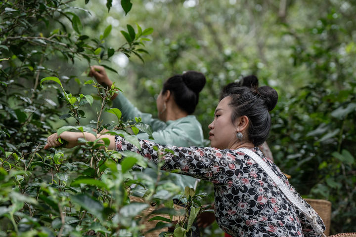 赢博体育app：赢博体育官网入口：：一山一叶铸传奇——探秘全球首个茶主题世界文化遗产(图5)