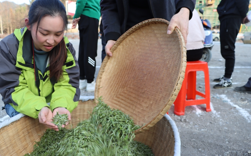 赢博体育app：赢博体育官网入口：一片茶叶的振兴之路(图2)