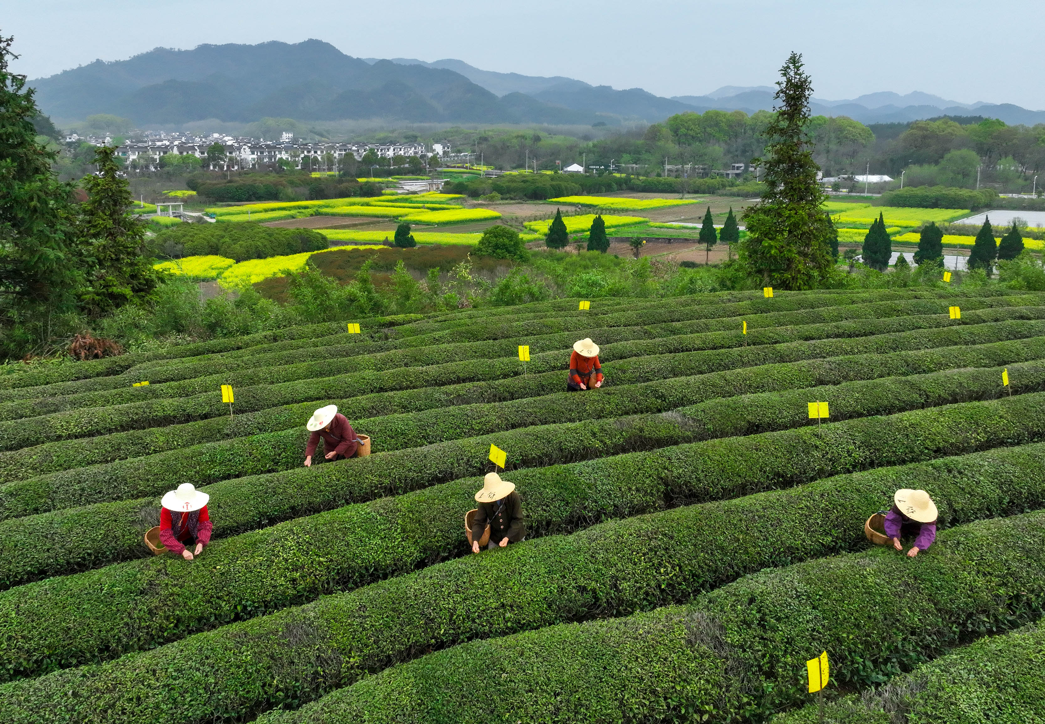 赢博体育app：赢博体育官网入口：关于茶叶的知识