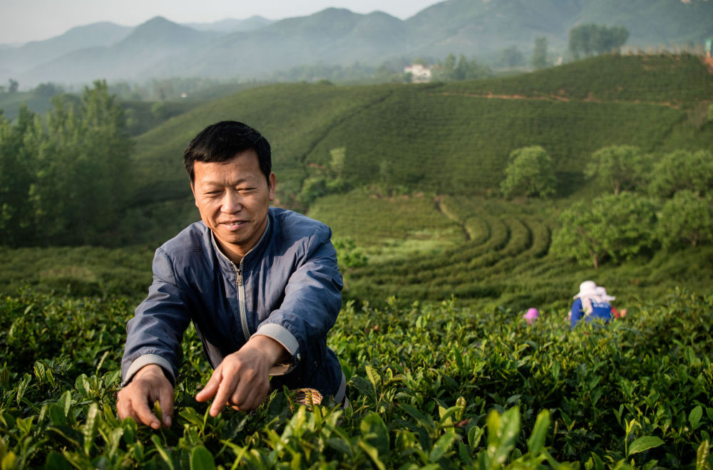 赢博体育官网入口：赢博体育app：镜观·领航｜听习“以茶论道”(图16)