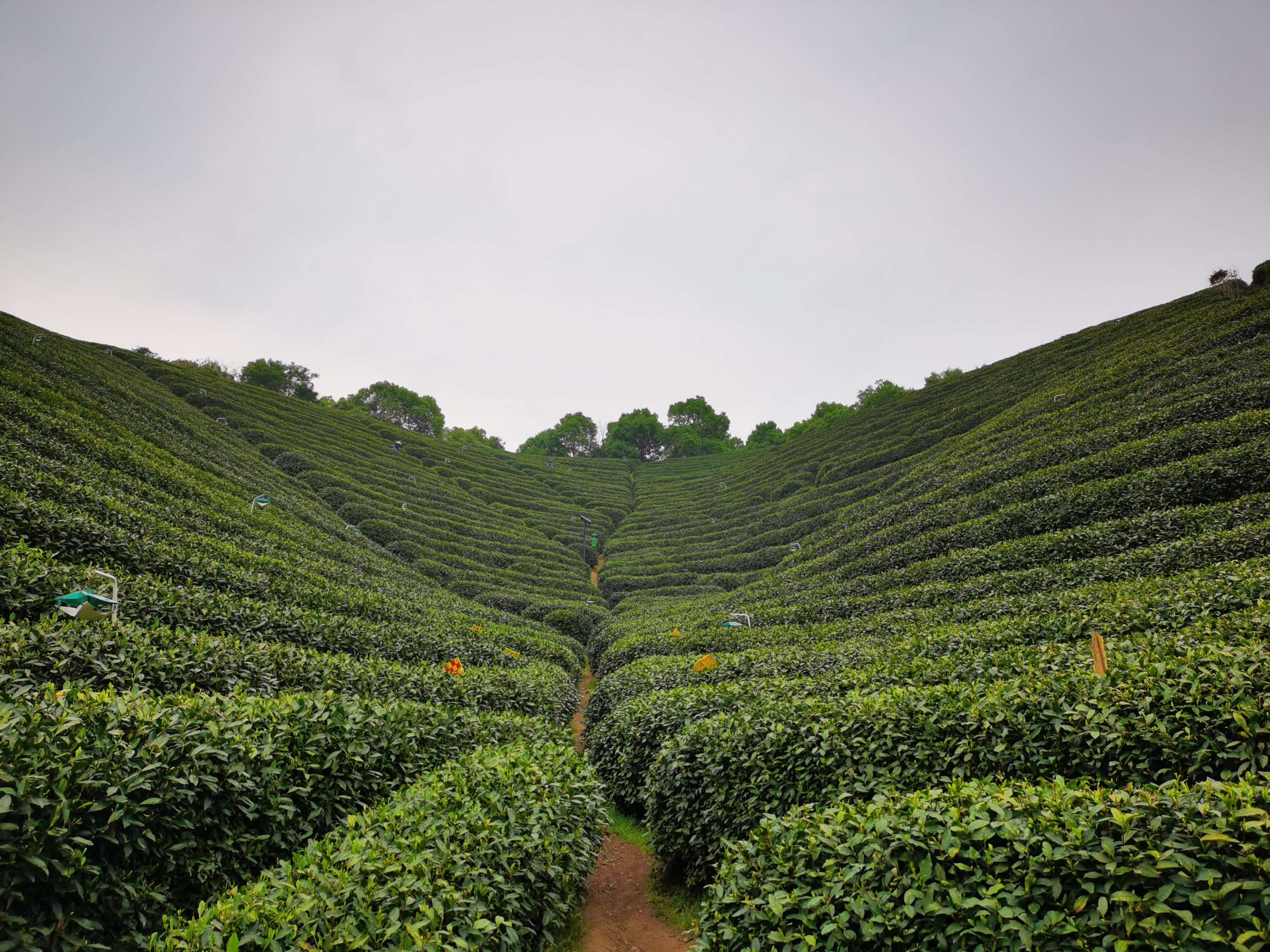 赢博体育官网入口：赢博体育：茶叶十大品牌排名茶叶排行榜