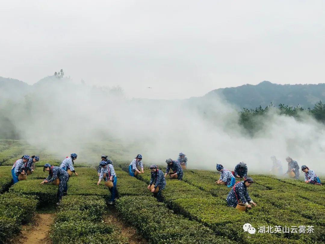 赢博体育官网入口：赢博体育：茶叶_39健康网_健康百科