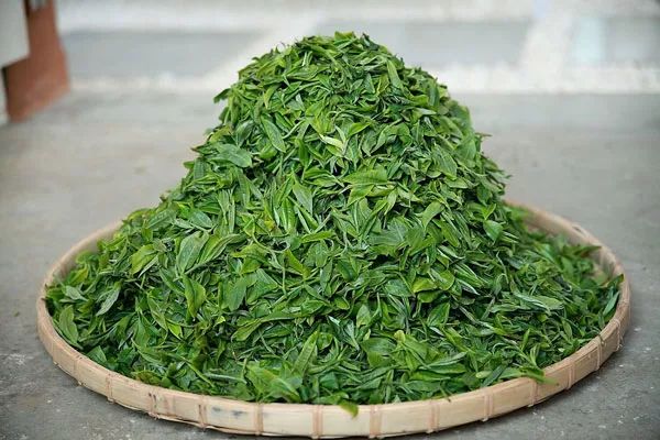 赢博体育官网入口：茶叶的种类_