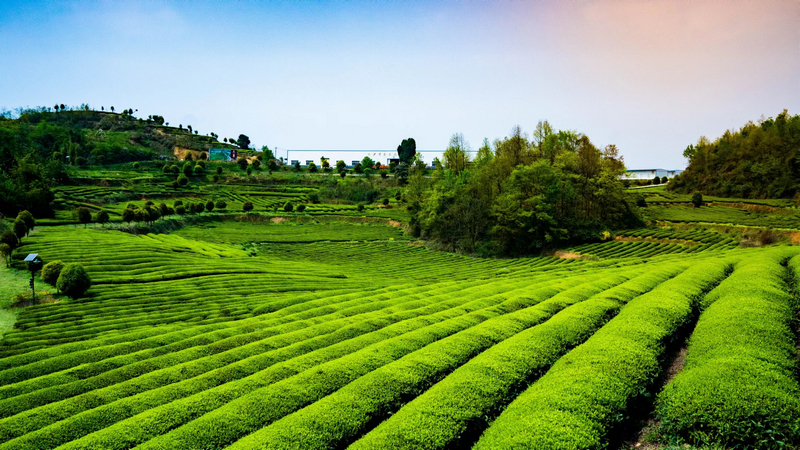 赢博体育官网入口：茶叶专家踏看茶园忙