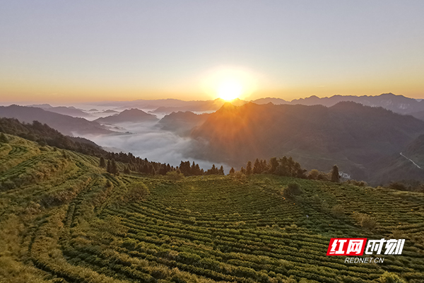 赢博体育：新春走基层·小镇青年丨龙玲芝：茶山掌门人 让“一片叶子”获得重生(图1)