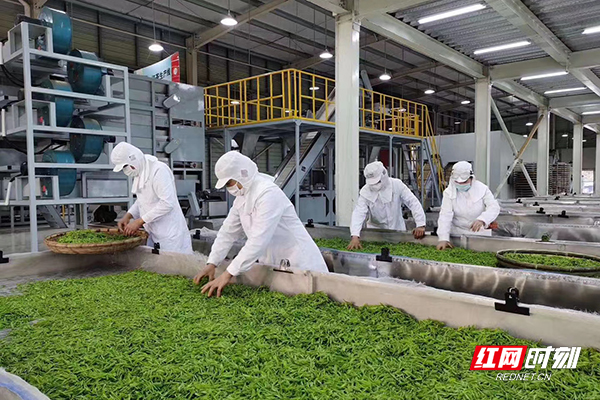 赢博体育：新春走基层·小镇青年丨龙玲芝：茶山掌门人 让“一片叶子”获得重生(图4)