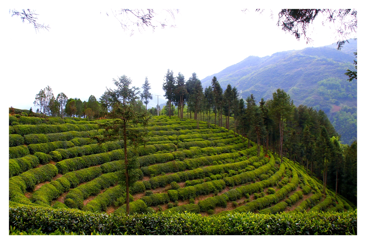 赢博体育官网入口：【茶】茶的营养及功效_孕妇能喝茶吗_亲子百科_太平洋亲子网