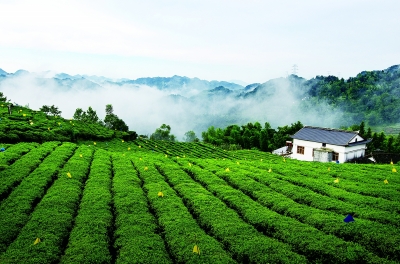 赢博体育app：赢博体育官网入口：保靖黄金茶产业高质量发展暨茶企茶商大会召开