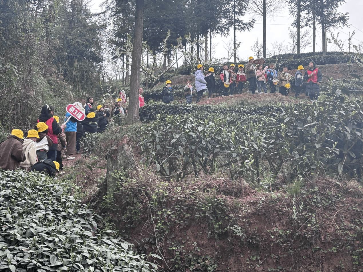 赢博体育app：赢博体育官网入口：四川眉山市丹棱锁江社区社工站开展茶农授茶艺主题活动(图1)