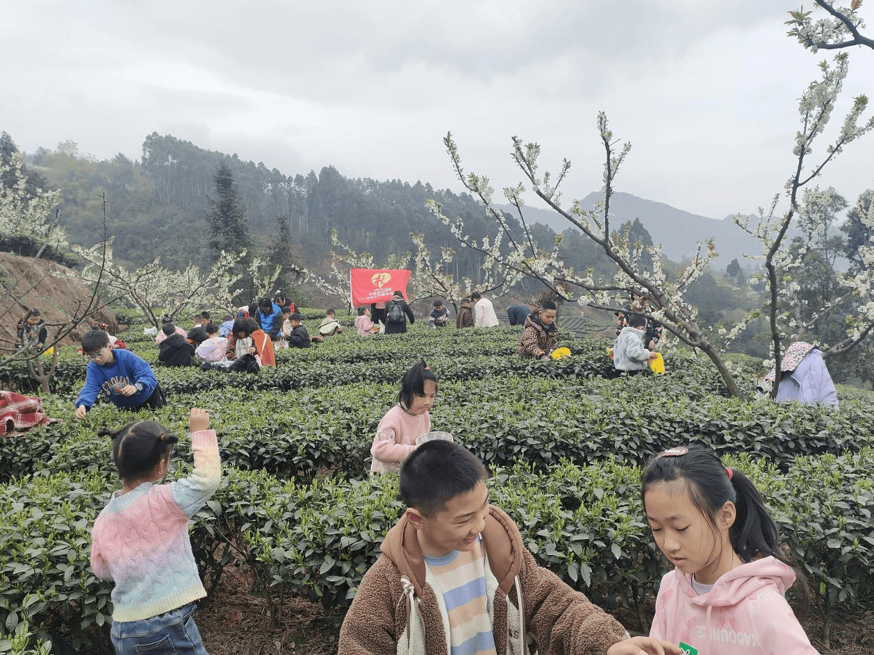 赢博体育app：赢博体育官网入口：四川眉山市丹棱锁江社区社工站开展茶农授茶艺主题活动(图3)