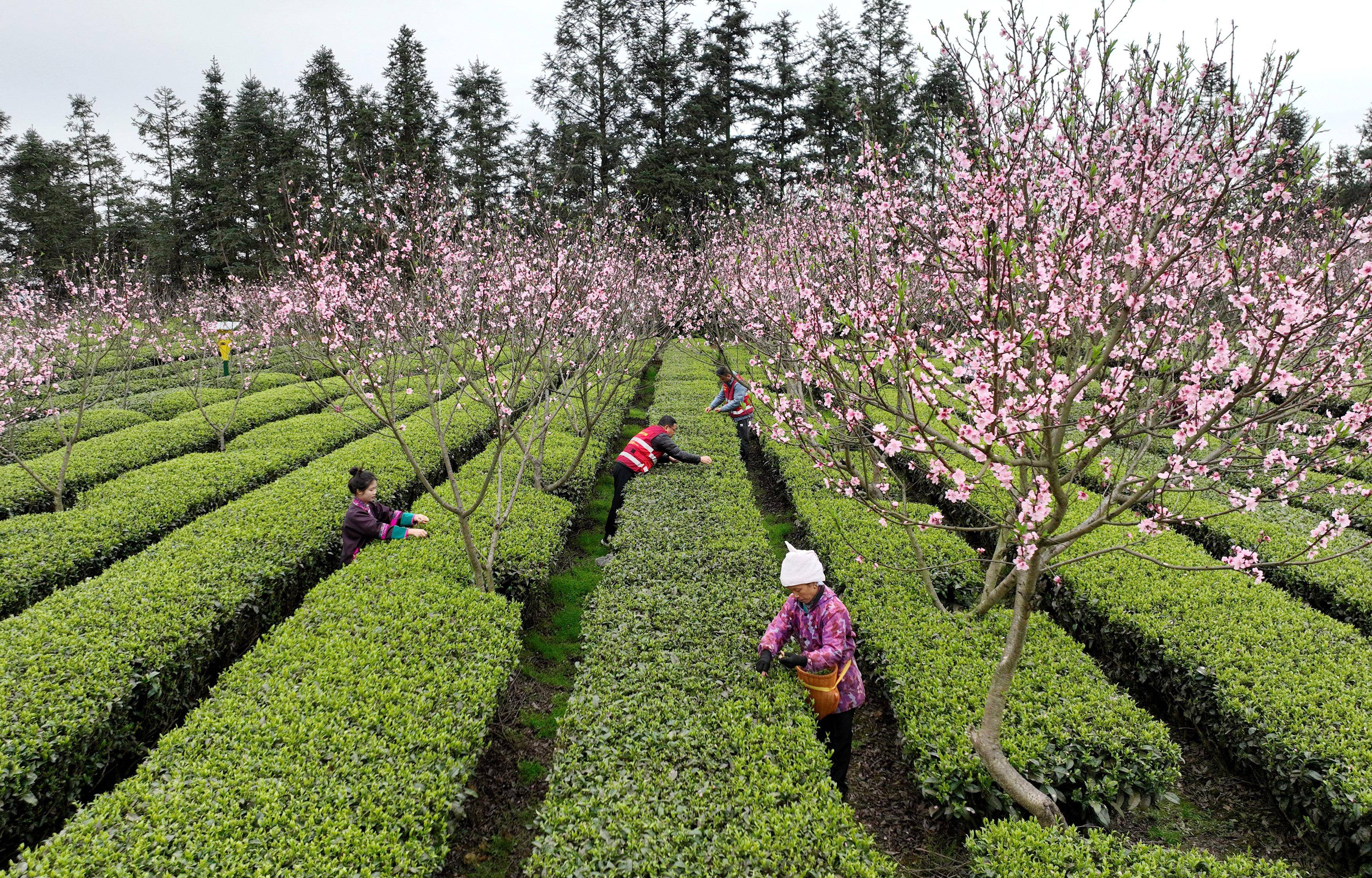 赢博体育app：赢博体育官网入口：茶叶富侗乡_新华社_柳州_三江(图3)