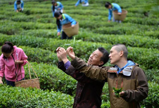 赢博体育app：赢博体育：向世界敬一杯“武夷茶”汉学家赞称茶是中华文明的圣物(图5)