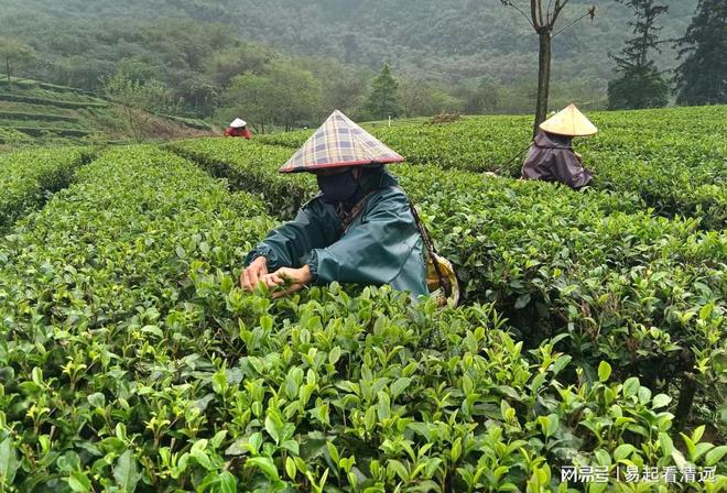 赢博体育app：赢博体育官网入口：茶乡春茶开采正当时！英德春茶全面开采可望增产20%(图2)