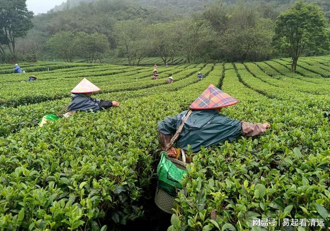 赢博体育app：赢博体育官网入口：茶乡春茶开采正当时！英德春茶全面开采可望增产20%(图1)