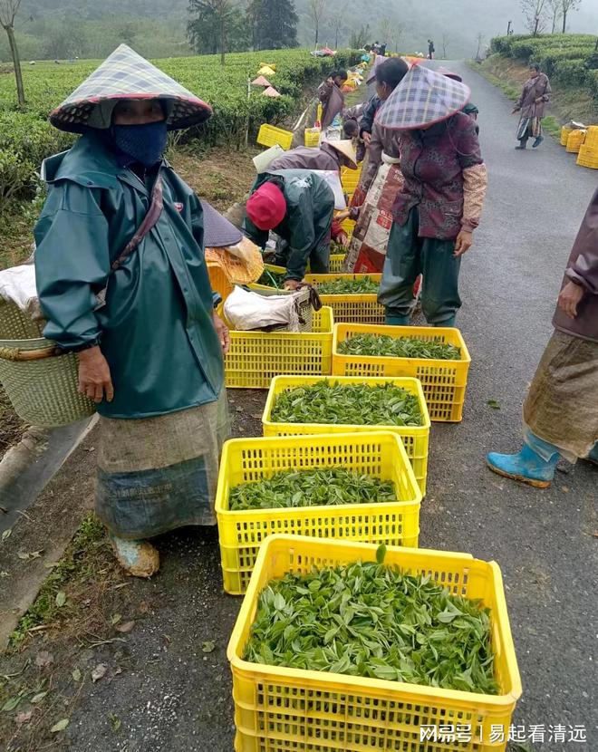 赢博体育app：赢博体育官网入口：茶乡春茶开采正当时！英德春茶全面开采可望增产20%(图4)