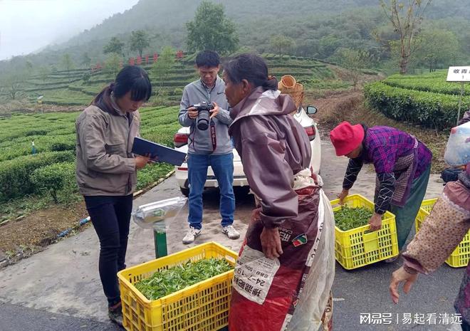 赢博体育app：赢博体育官网入口：茶乡春茶开采正当时！英德春茶全面开采可望增产20%(图5)