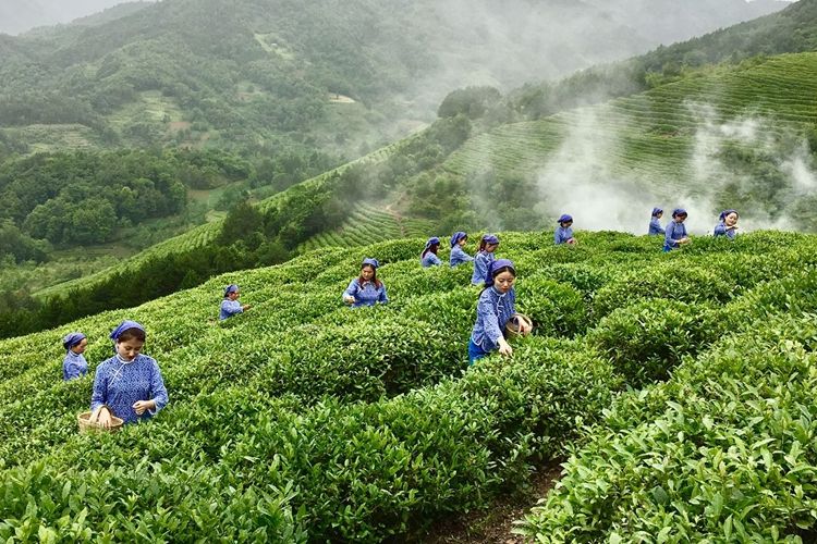 赢博体育官网入口：赢博体育app：：东裕茗茶布局西安高新CBD商圈 茶事生活体验馆落子绿地中心(图4)