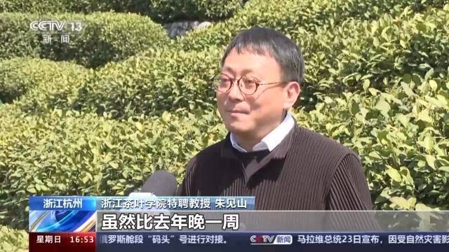 赢博体育app：赢博体育官网入口：春暖茶香 全国多个茶叶主产区进入采摘期(图1)