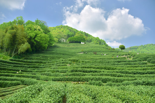 赢博体育app：赢博体育：茶-搜狗百科