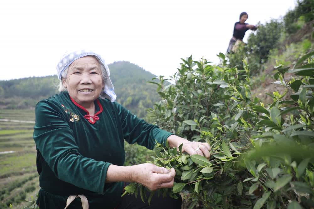 赢博体育官网入口：新田：春茶吐新芽 采摘正当时(图1)