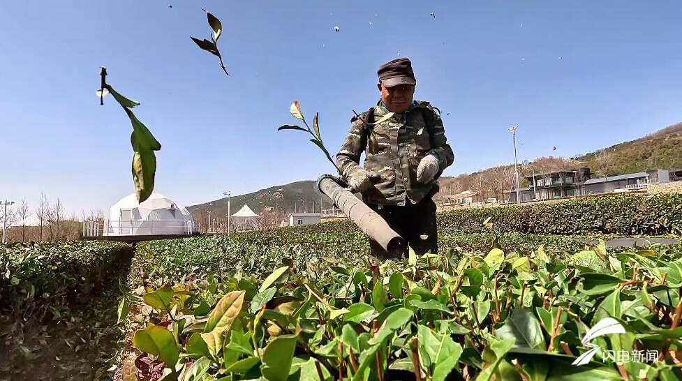 赢博体育app：赢博体育官网入口：清明采茶正当时 山东的这些名茶何以惊艳了世界？(图2)