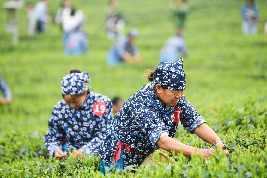 赢博体育官网入口：赢博体育app：茶园里的新茶事——茶产业多元发展观察(图2)