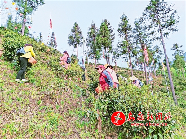 赢博体育官网入口：赢博体育app：一山千行绿 阡陌茶飘香 - 安康新闻网(图1)