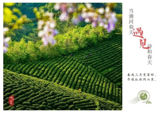 赢博体育app：茶叶包装再瘦身让消费回归理性