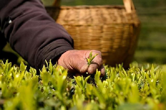 赢博体育：茶叶低至99高达千把块那么它们之间到底有什么区别呢？(图5)