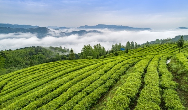 赢博体育app：赢博体育官网入口：天羽茶业：制茶大师助力企业做好茶