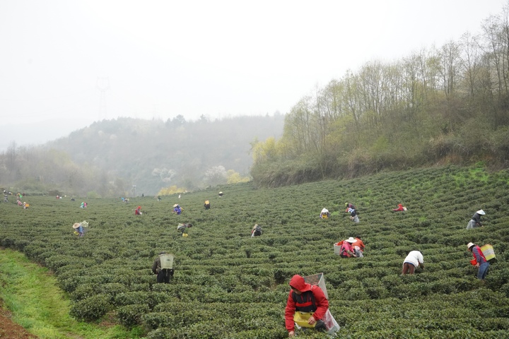 赢博体育官网入口：赢博体育app：红茶绿茶岩茶毛茶惠茶小而美品质科技文化产业发展大文章