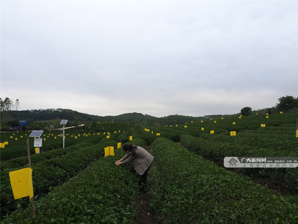 赢博体育app：赢博体育：湖南湘西：“三杯茶”里的乡村振兴