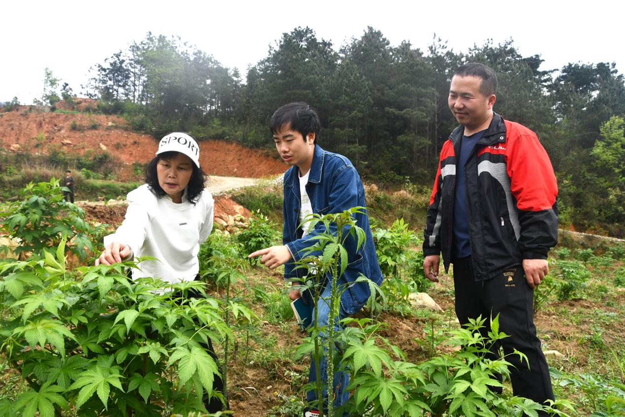 赢博体育官网入口：赢博体育：湖南新邵：扶贫茶变身乡村振兴“金”叶(图1)