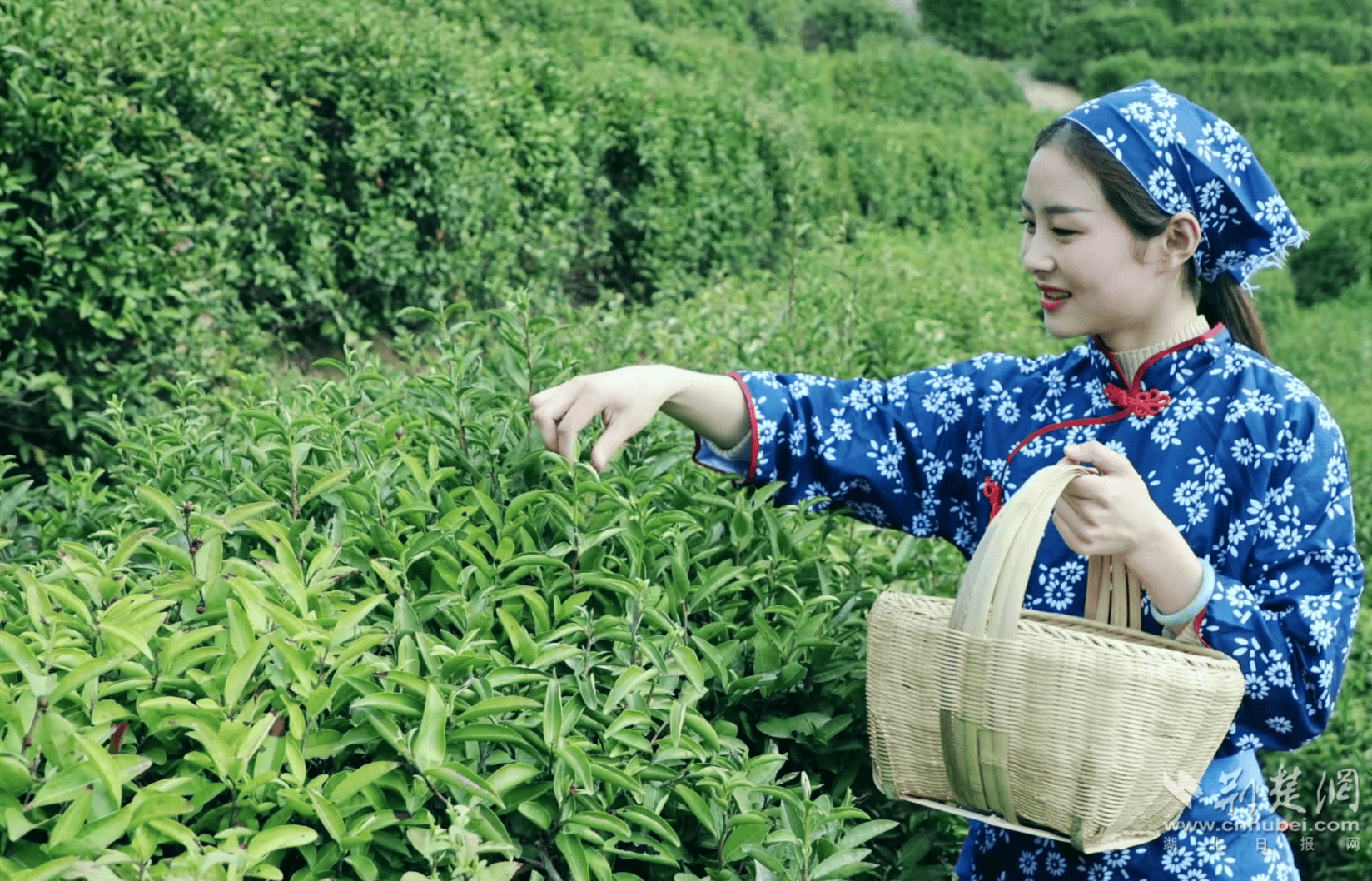 赢博体育app：赢博体育：大悟茶产业②丨小茶叶托起乡村振兴“大产业”(图2)