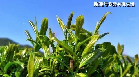 赢博体育app：赢博体育官网入口：春茶是什么茶春茶为什么清明节前更好喝？(图2)