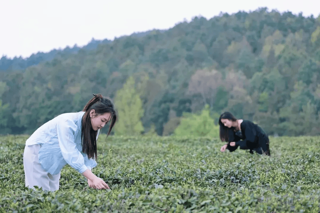 赢博体育app：赢博体育：乌蒙绿浪涌 深山茶韵新 毕节市茶产业发展综述(图5)