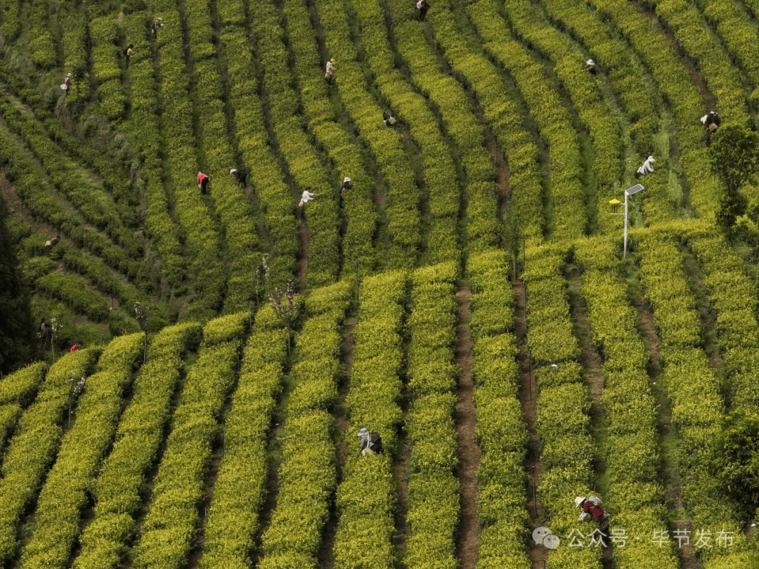 赢博体育app：赢博体育：乌蒙绿浪涌 深山茶韵新 毕节市茶产业发展综述(图4)