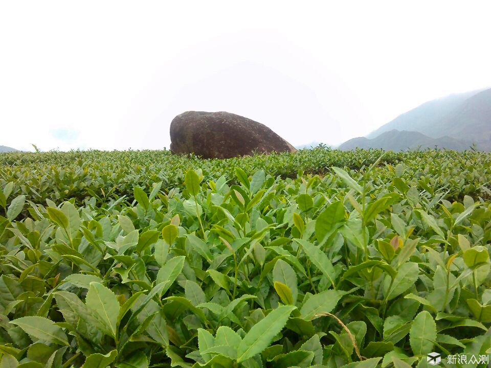 赢博体育app：了解茶叶读这一篇就够了：茶叶分类及十大名茶(图40)