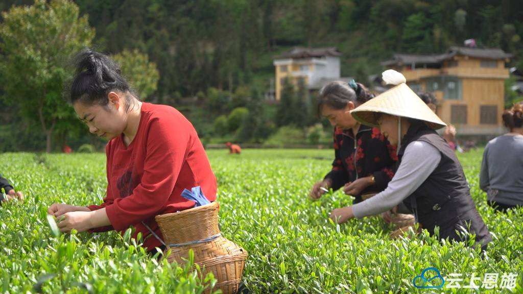 赢博体育官网入口：春日观“茶”室——利川红出圈记(图2)