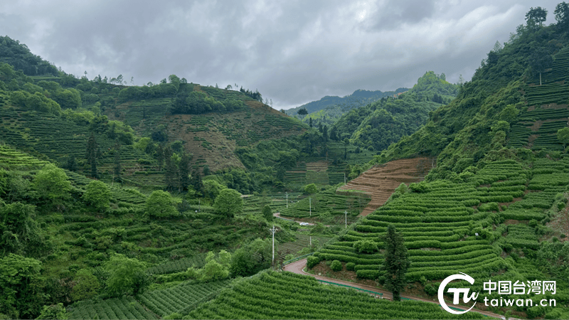 赢博体育app：于一盏香茗之间品味湘西茶香四溢的两岸情(图2)