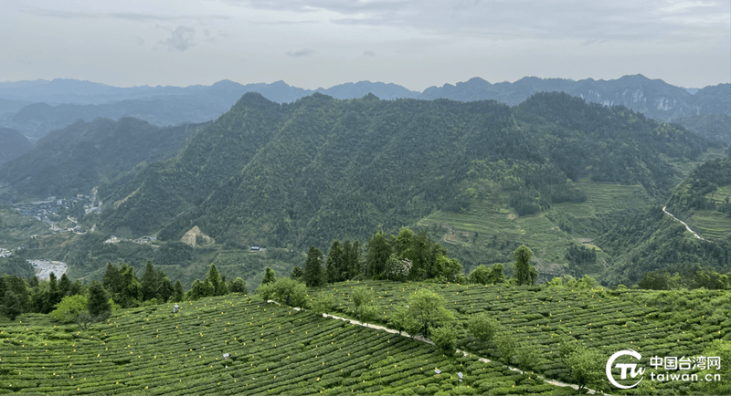 赢博体育app：于一盏香茗之间品味湘西茶香四溢的两岸情(图5)