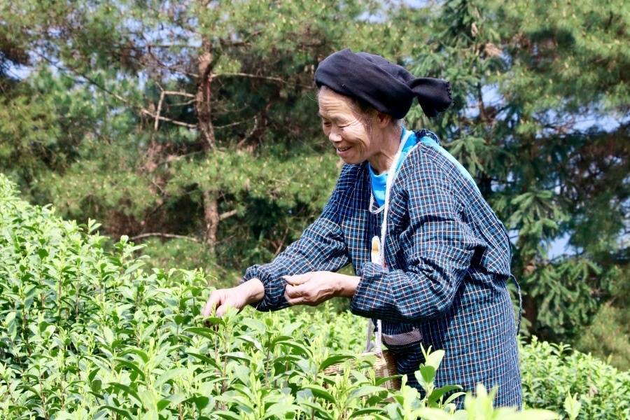 赢博体育app：赢博体育官网入口：贵州独山茶叶“出山记”——从深山走向世界的一片叶子自述(图2)