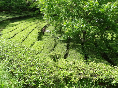 赢博体育app：青岛崂山农业农村局严把茶叶质量关