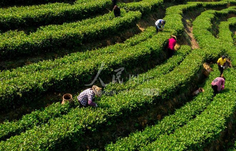 赢博体育app：赢博体育：泉水滋养茶叶香南部山区百亩春茶上市