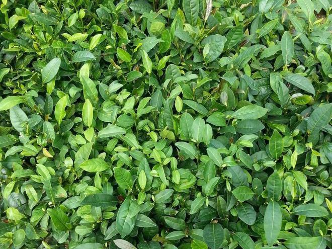 赢博体育app：泉城茗茶长清常青——四寻茗茶山东济南调研茶叶资源(图1)