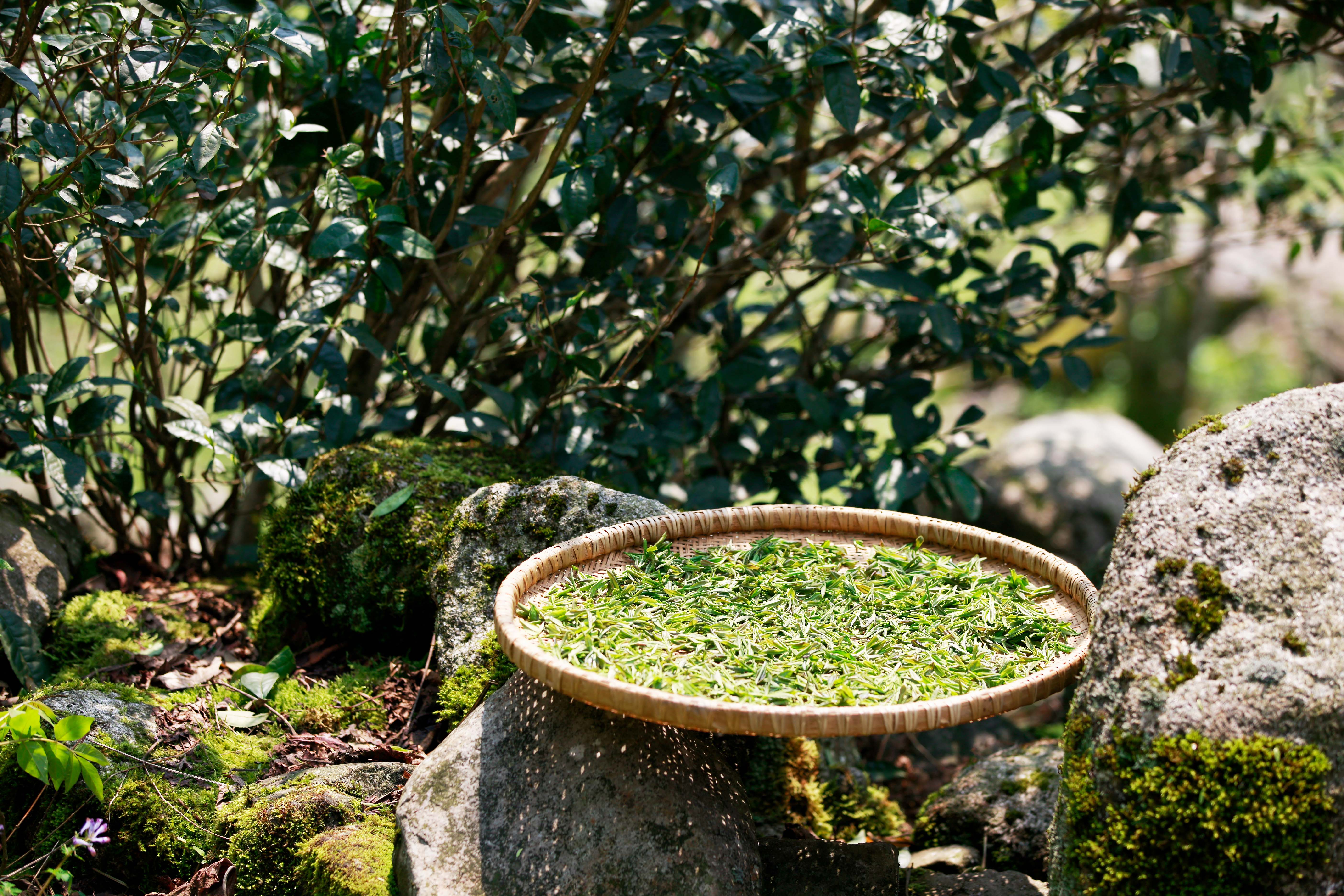 赢博体育app：赢博体育：东安：非遗工坊茶飘香 千年古树茶芬芳(图6)