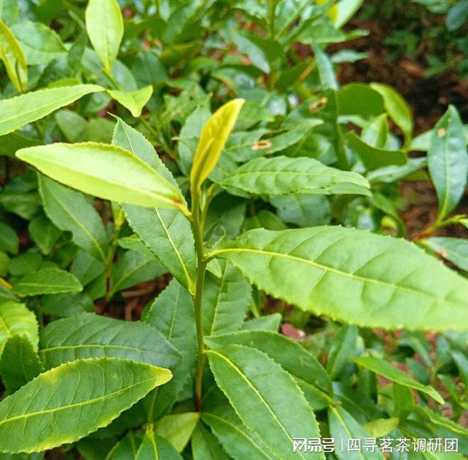 赢博体育官网入口：赢博体育：苏北狼山南通茗茶——四寻茗茶走进江苏南通探寻军山茶独特魅力(图2)