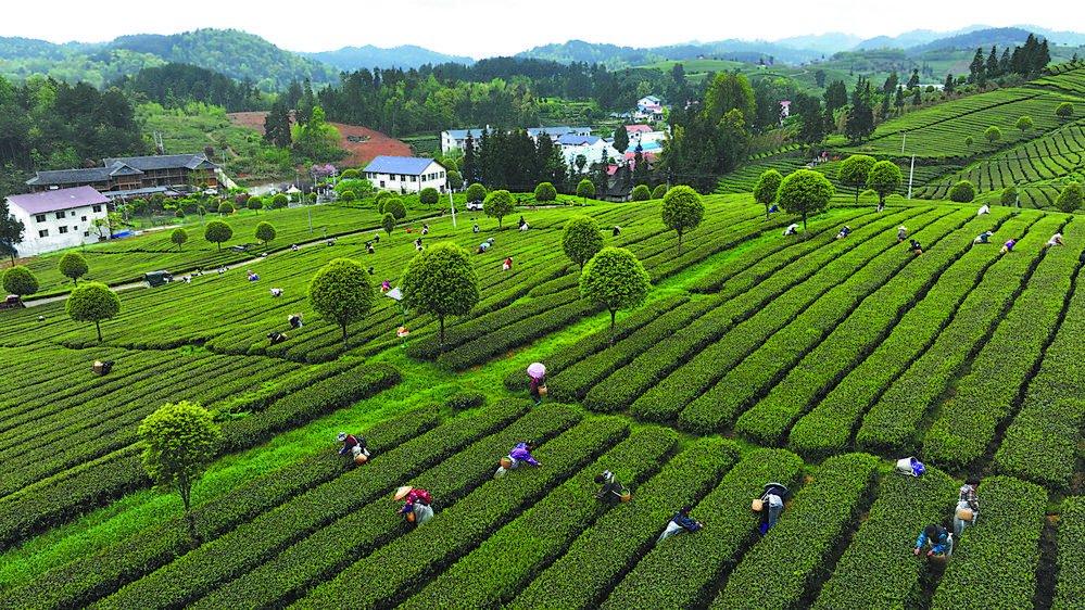 赢博体育官网入口：中国最南端茶叶产区首次实现茶叶出口海外